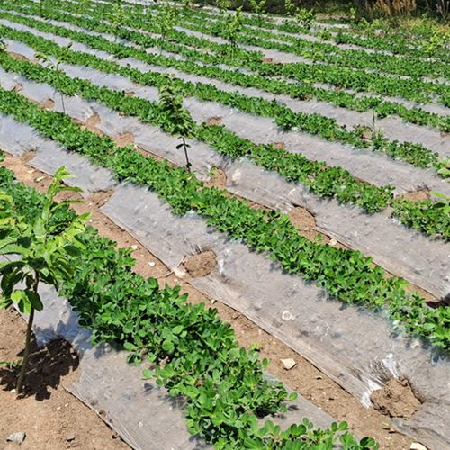 白色地膜覆盖技术 蔬菜大棚保温保湿与防草的高效解决方案