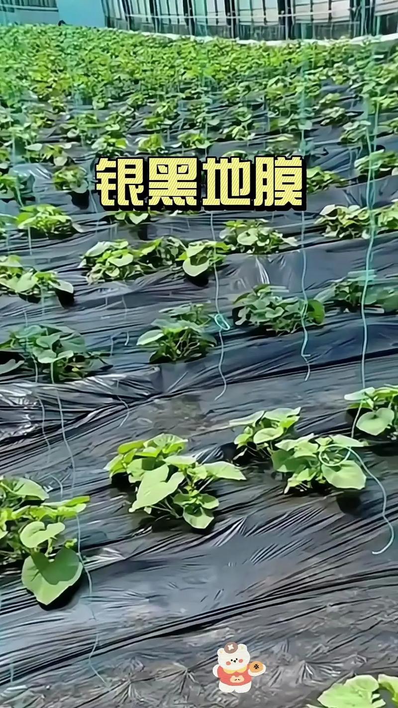 农用膜#防草膜 银黑地膜除管净重八斤夏季银黑双色地膜银面反光